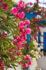 Fototapeta na wymiar Flowers in Santorini, Greece