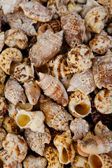 Seashells