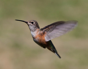 Humming bird