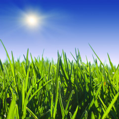 Obraz premium Close up of green grass
