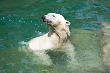 polar bear in water