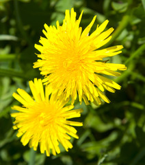 Yellow milkweed flowers