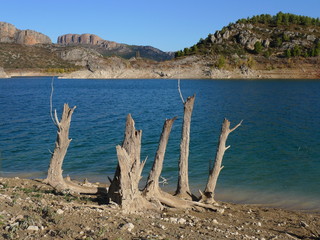 arbres morts au bord d'un lac en espagne