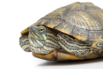 Fototapeta premium Portrait of a turtle