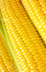 corn cob between green leaves