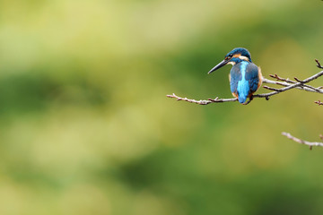 休憩中のカワセミ