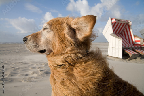 "Hund im Wind am Strand" Fotos de archivo e imágenes libres de derechos