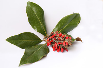 Feuillage et graines rouge