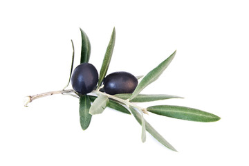 aceitunas negras en la rama