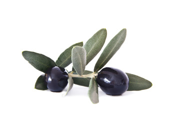 aceitunas negras en la rama