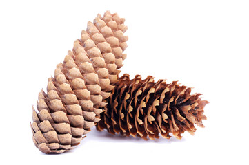 cone spruce