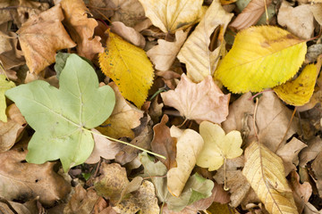 Fallen Autumn Leaves