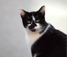 Katze