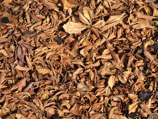 Herbstblätter