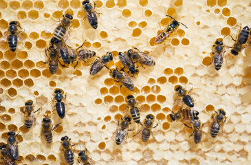 bees on honeycombs