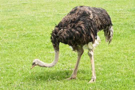 Ostrich, head down to graze