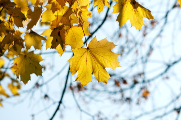 Fototapeta na wymiar Yellow leaves on the branches in the autumn forest.