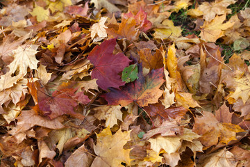 impression of leaves and autumn colors