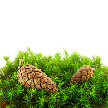 green moss
