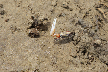 Beautiful white clawed fiddler crab