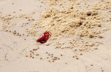 A red crab peeping out from burrow