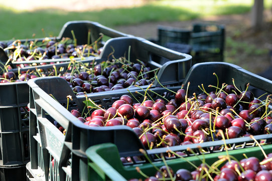 Kirschenernte im Obstgarten
