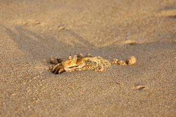 Fototapeta na wymiar A beautiful alert crab with fully stretched eye