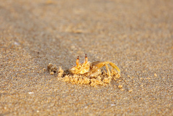 A beautiful pale yellow crab hiding in its burrow