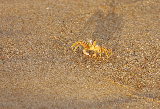 A pale yellow crab crawling on sand