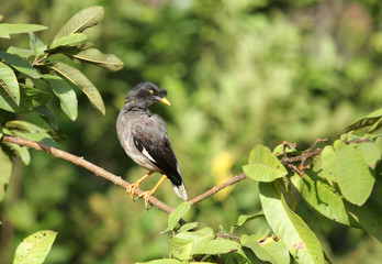 Black and grey myna on a tree branch