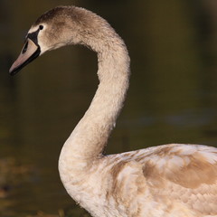 Fototapeta premium Schwan-43558b1