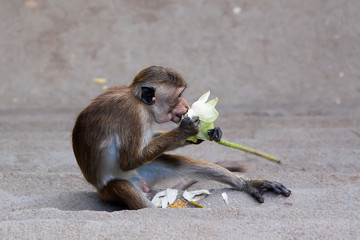 monkey eating flower