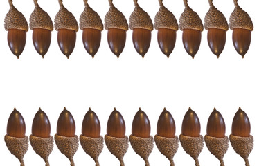 rows of acorns isolated on white background