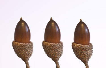 three acorns isolated on white background