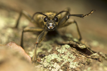 Rhagium modrax