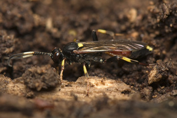 Hymenoptera