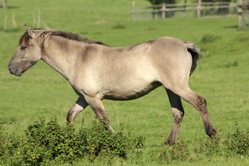 Fototapeta premium Tarpan-Urwildpferd