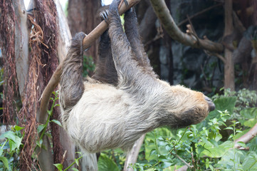 Sloth in Puerto de la Cruz in Tenerife Canary Islands Spain