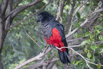 Parrot in Puerto de la Cruz in Tenerife Canary Islands Spain