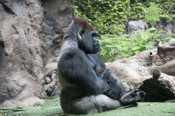 Gorilla in Puerto de la Cruz in Tenerife Canary Islands Spain