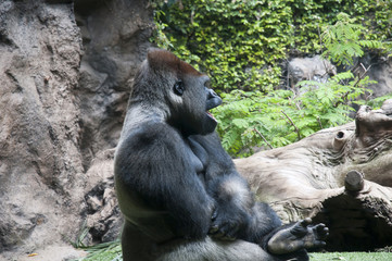 Gorilla in Puerto de la Cruz in Tenerife Canary Islands Spain
