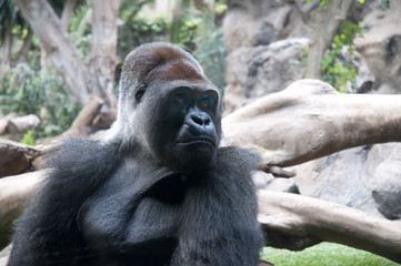 Naklejka premium Gorilla in Puerto de la Cruz in Tenerife Canary Islands Spain