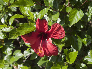 Hibiscus Flower on Tenerife in the Canary Islands Spain