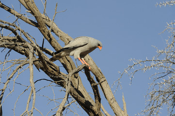 Pale Chanting Goshawk