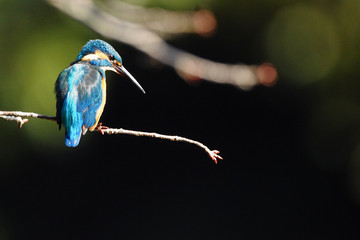 止まり木のカワセミ