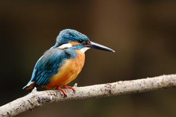 止まり木のカワセミ