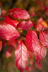 Red autumn leafs