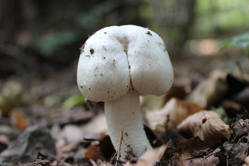 Arschhütiger Champignon