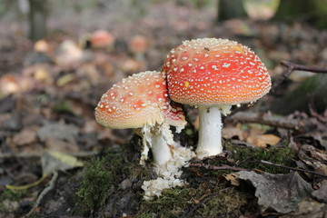 Fliegenpilze im Habichtwald