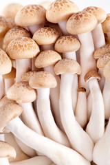 Macro of a bunch of edible mushrooms in the forest